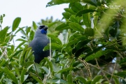 Kokako eating Houpara