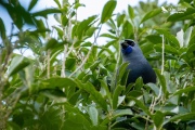 Kokako eating Houpara 2