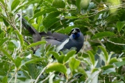 Kokako eating Houpara 3