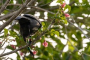 Apato the Kokako holding a Puriri flower