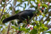 Apato the Kokako eating Puriri flowers