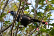 Apato the Kokako eating a Puriri flower