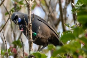 Apato the Kokako eating in a Puriri tree