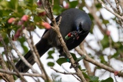 Apato the Kokako eating a Puriri flower from her claws