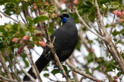 Apato, a Kokako eating Puriri flowers