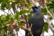 Apato the kokako eating Puriri flowers