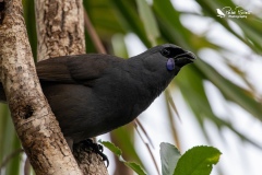 Te Rangi Pai the Kokako eating a leaf