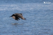 Little black shag flying low