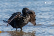 Little black shag drying in the sun