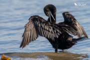 Little black shag preening