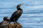 Little black shag stretching its jaw