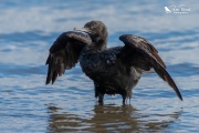 Little black shag drying itself