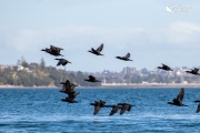 Flock of little black shags