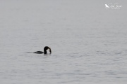 Little shag eating a crayfish