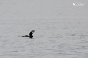 Little shag eating a crayfish 2