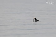 Little shag eating a crayfish 3