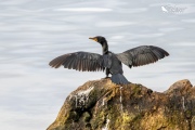 Little shag drying itself out