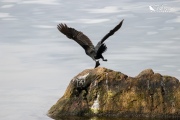 Little shag about to take off