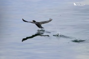 Little shag taking off