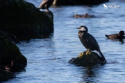 Little shag sat out in the lake