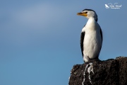 Little shag looking out to sea