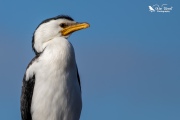 Little shag watching around