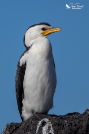 Little shag resting on a rock