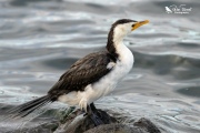 Little shag looking out over the water