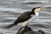 Little shag stetching its beak before going diving