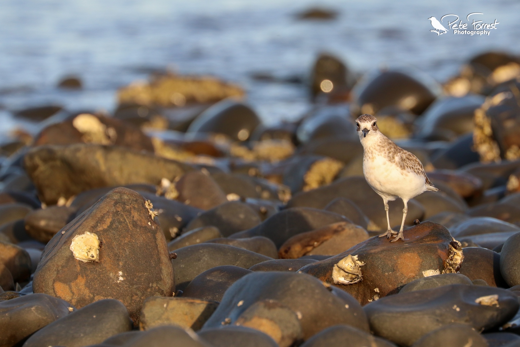 NZ Dotterel looking inquisitive