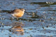 NZ Dotterel running through the mud