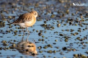 NZ Dotterel looking for food