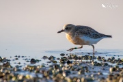 NZ Dotterel running through the water