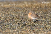 NZ Dotterel sleeping