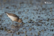 NZ dotterel foraging out some food