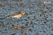 NZ dotterel eating