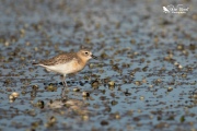 NZ dotterel eating a shell