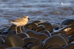 NZ Dotterel watching the sunset 1