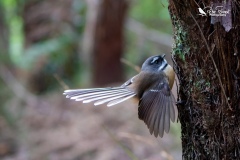 Fantail showing off its plumage