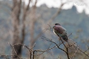 NZ Pigeon say in the top of a tree