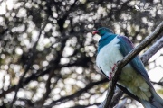 Kereru sat up above