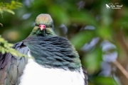 Kereru puffing up its feathers