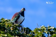 Kereru say in a Puriri tree