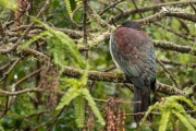 Pigeon resting in Kowhai