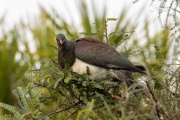 Hilarious Pigeon eating Kowhai leaves