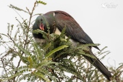 Pigeon munching on Kowhai