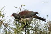 Pigeon eating Kowhai leaves