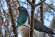 Kereru eating leaves