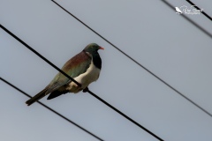 NZ Pigeon say on a powerline