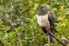 Pigeon roosting